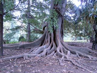 Neapel Botanischer Garten
