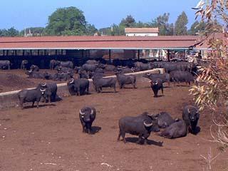 Gulf of Salerno buffalo